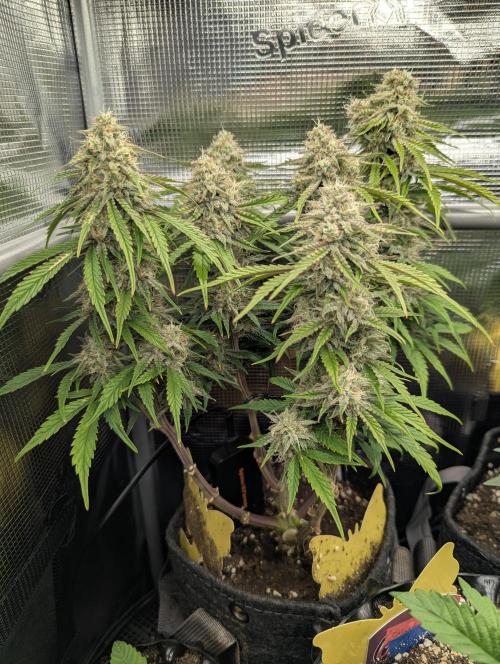 AlienZ Automatic - Greenhouse Seed Co.. Week 10