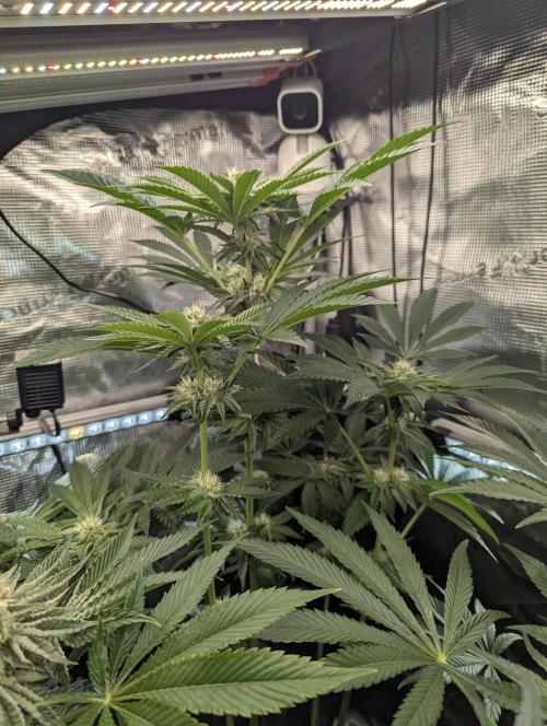 Zhampagne - Compound Genetics. Week 8