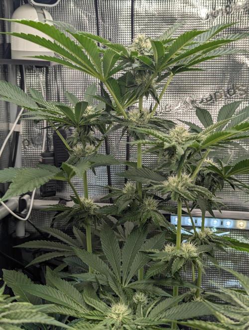 Zhampagne - Compound Genetics. Week 8