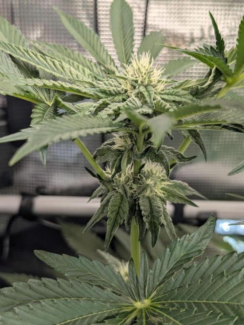 Zhampagne - Compound Genetics. Week 8