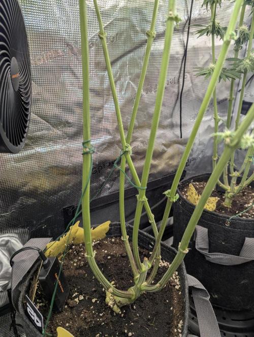Zhampagne - Compound Genetics. Week 8