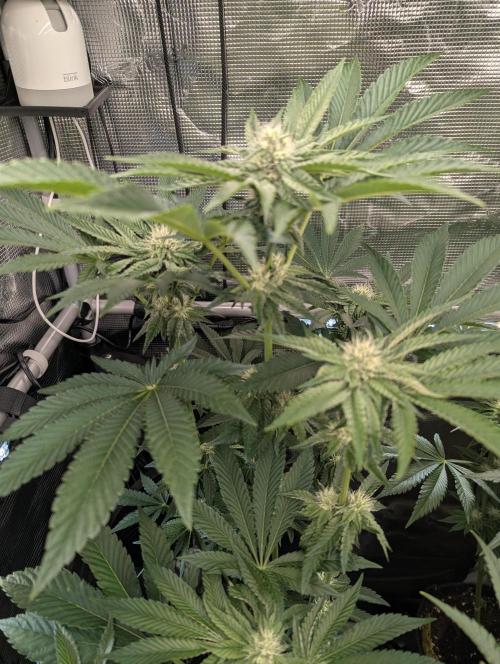 Zhampagne - Compound Genetics. Week 8