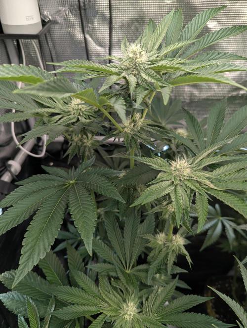 Zhampagne - Compound Genetics. Week 8