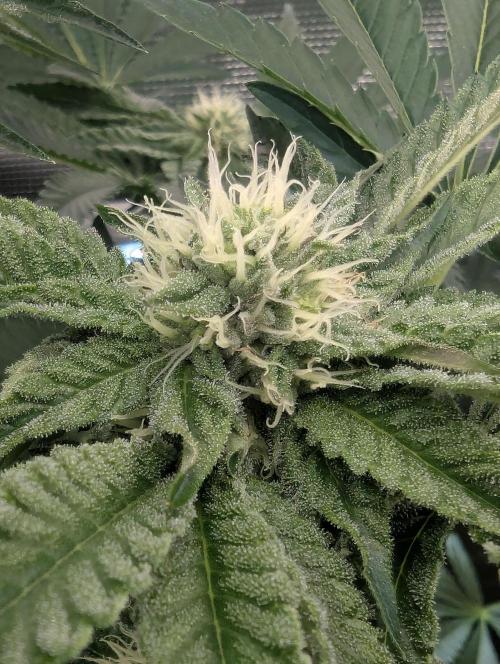 Zhampagne - Compound Genetics. Week 8