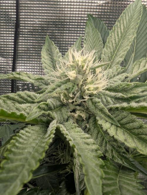 Zhampagne - Compound Genetics. Week 8