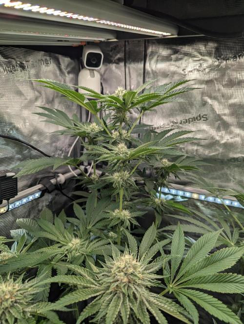 Zhampagne - Compound Genetics. Week 8