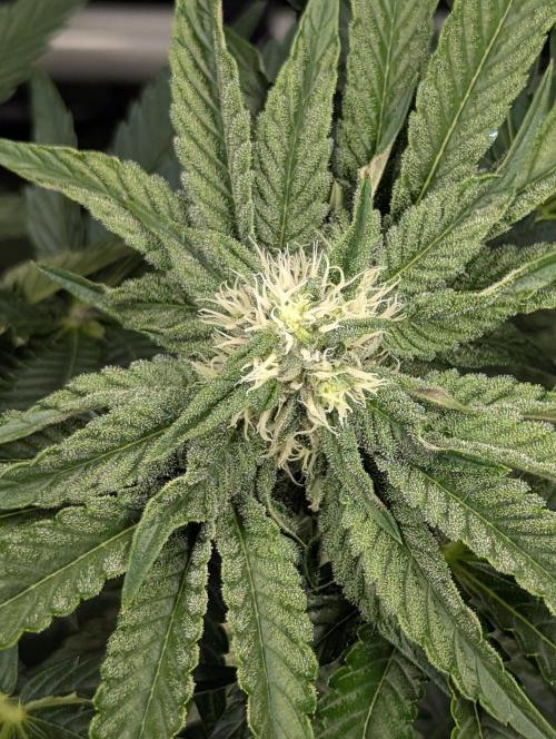 Zhampagne - Compound Genetics. Week 8