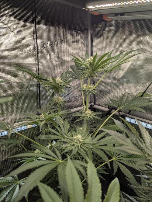 ZodaZa - Umami. Week 9