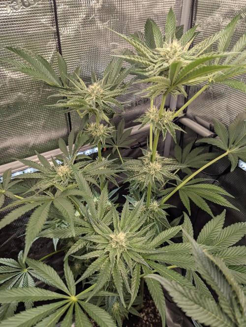 ZodaZa - Umami. Week 9