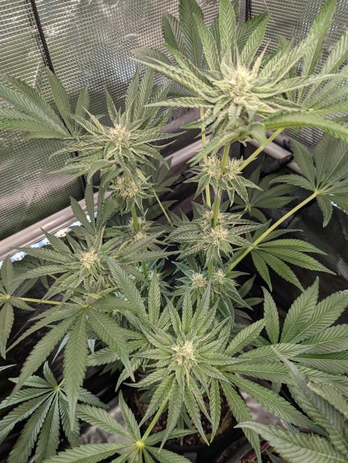 ZodaZa - Umami. Week 9
