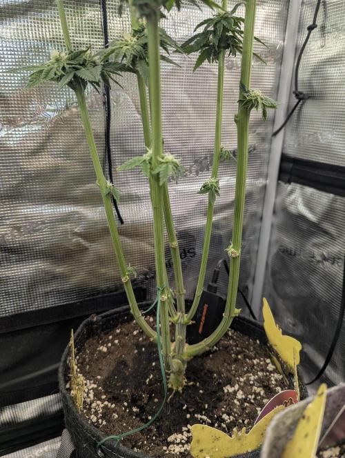 ZodaZa - Umami. Week 9