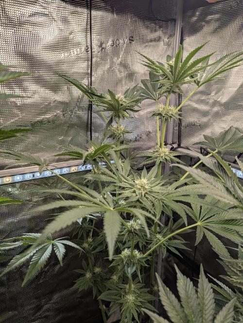ZodaZa - Umami. Week 9