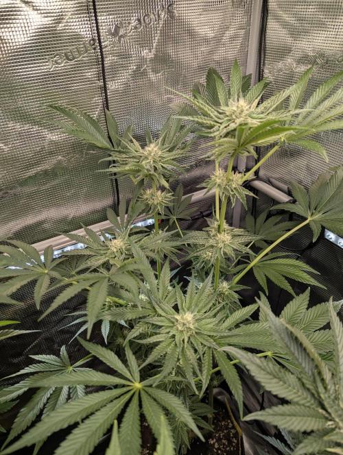 ZodaZa - Umami. Week 9