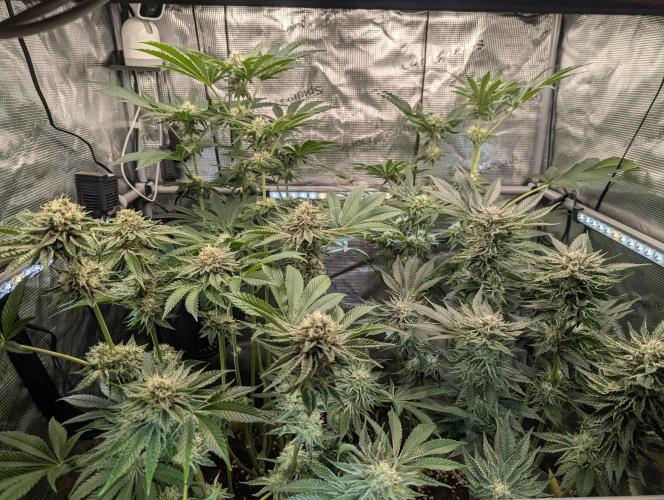 ZodaZa - Umami. Week 9