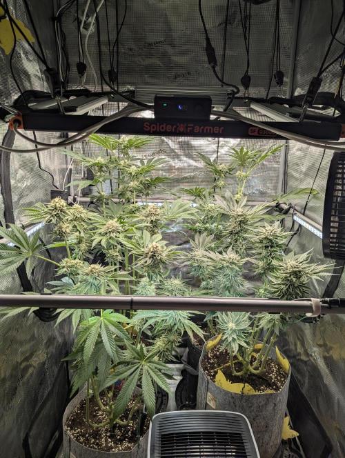ZodaZa - Umami. Week 9