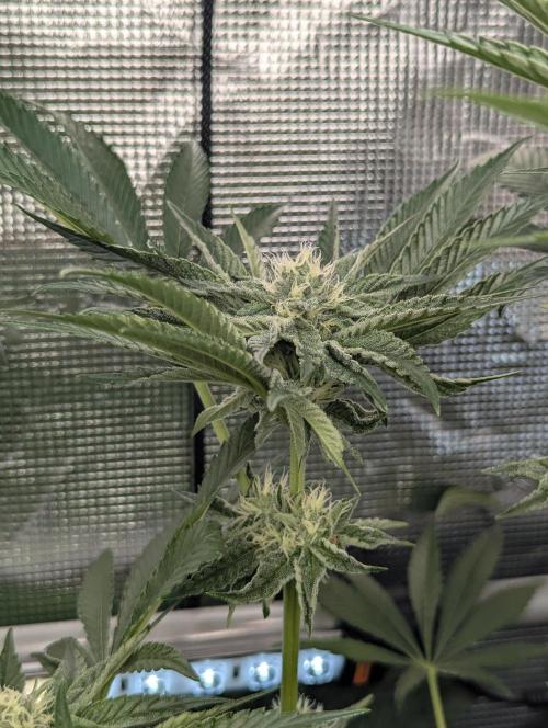 ZodaZa - Umami. Week 9