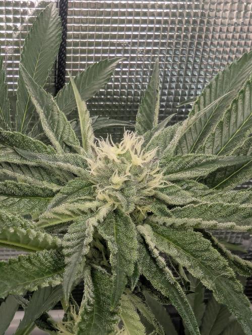 ZodaZa - Umami. Week 9