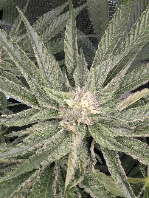 ZodaZa - Umami. Week 9
