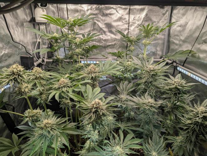 ZodaZa - Umami. Week 9