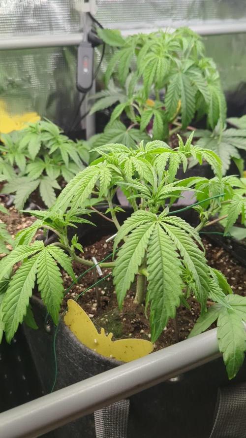 Holy Snow - Greenhouse Seed Co.