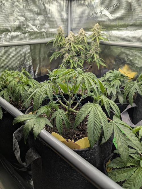Holy Snow - Greenhouse Seed Co.. Week 5