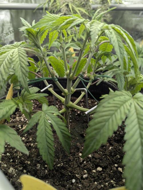 Holy Snow - Greenhouse Seed Co.. Week 5