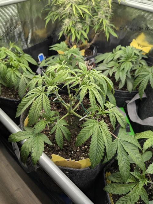 Holy Snow - Greenhouse Seed Co.. Week 5