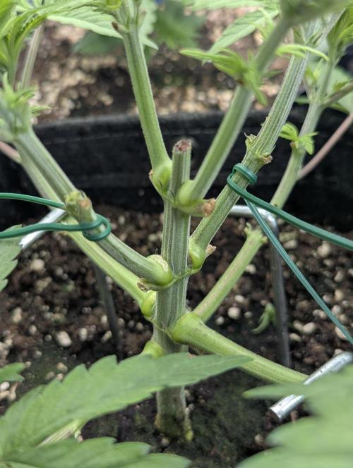 Holy Snow - Greenhouse Seed Co.. Week 5