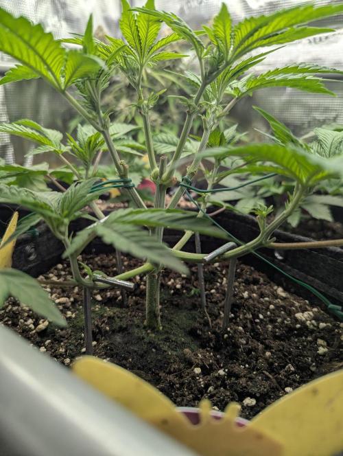 Holy Snow - Greenhouse Seed Co.. Week 5