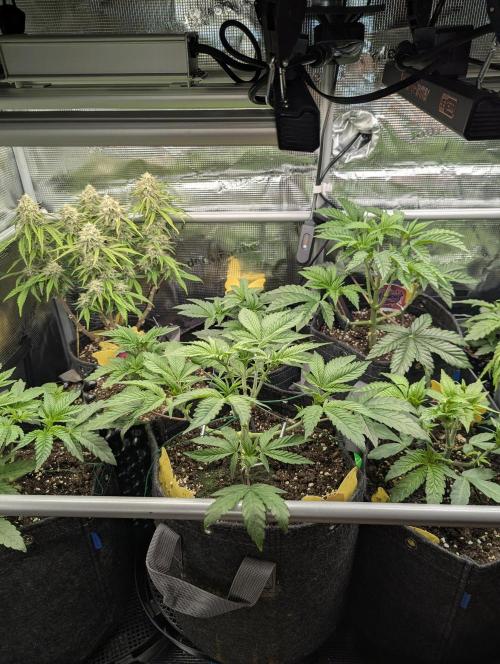 Holy Snow - Greenhouse Seed Co.. Week 5