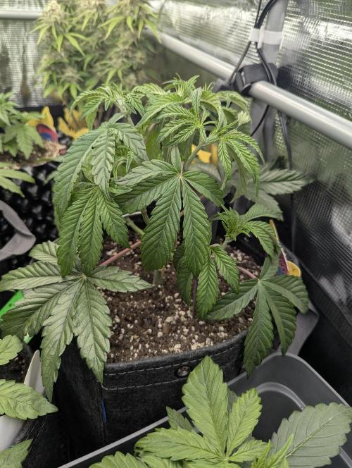 ZkyscraperZ - N.Y.Ceeds. Week 5