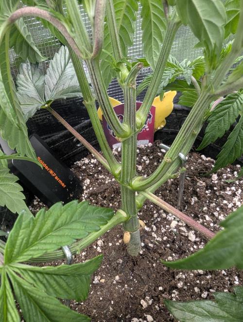 ZkyscraperZ - N.Y.Ceeds. Week 5