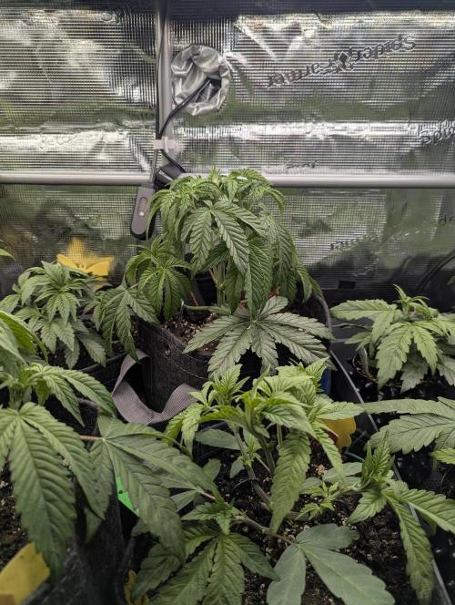 ZkyscraperZ - N.Y.Ceeds. Week 5