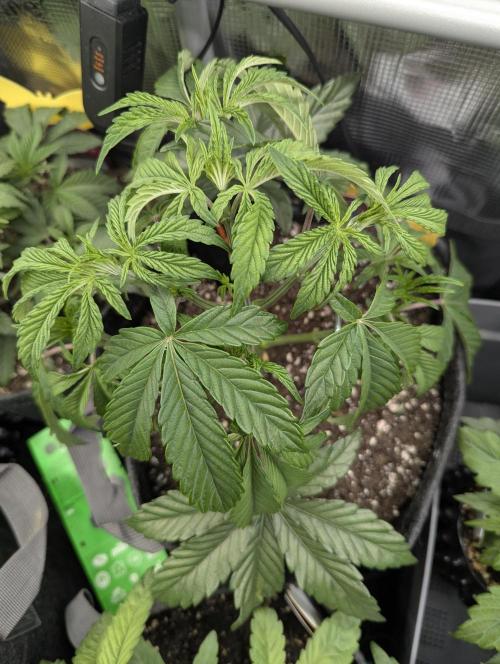 ZkyscraperZ - N.Y.Ceeds. Week 5