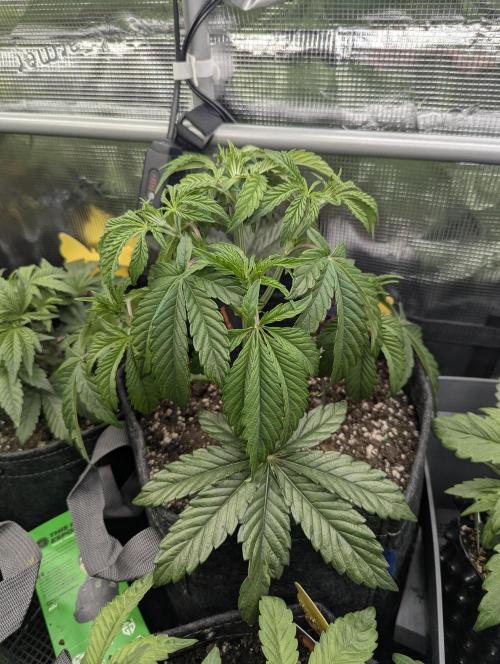 ZkyscraperZ - N.Y.Ceeds. Week 5