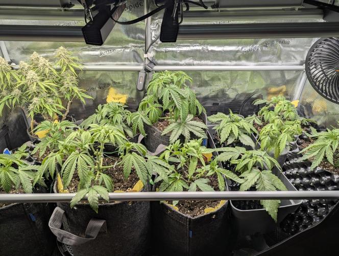 ZkyscraperZ - N.Y.Ceeds. Week 5