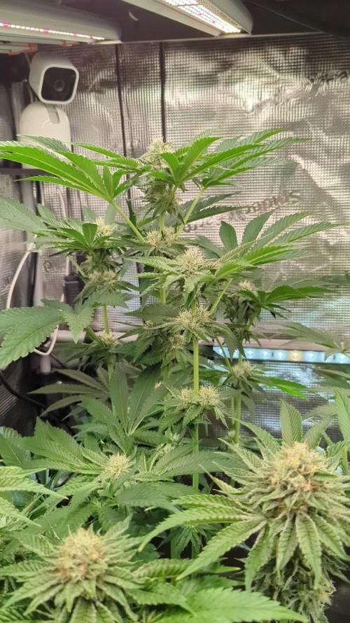 Zhampagne - Compound Genetics