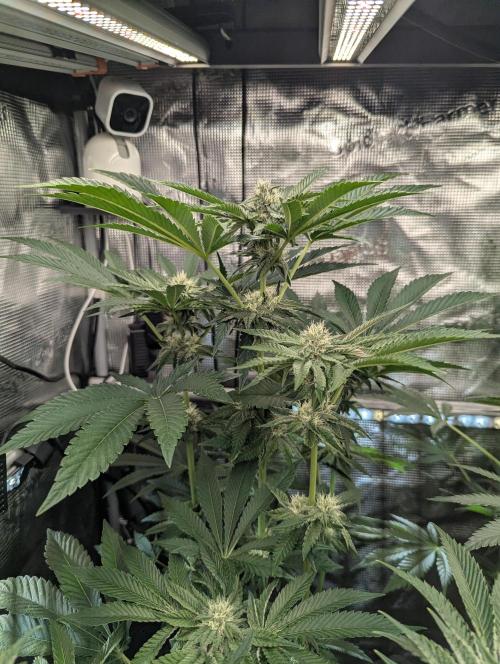 Zhampagne - Compound Genetics. Week 8