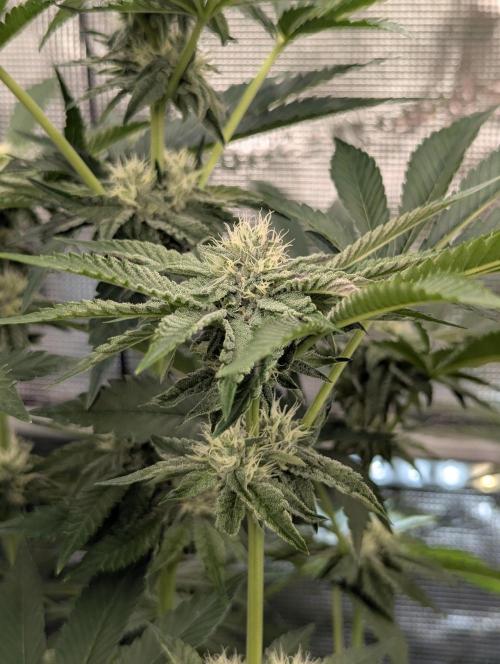 Zhampagne - Compound Genetics. Week 8