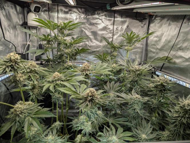 Zhampagne - Compound Genetics. Week 8