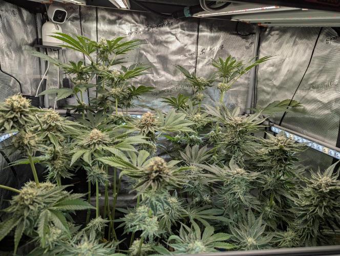 ZodaZa - Umami. Week 9