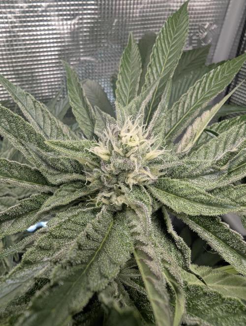 ZodaZa - Umami. Week 9