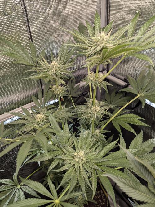 ZodaZa - Umami. Week 9