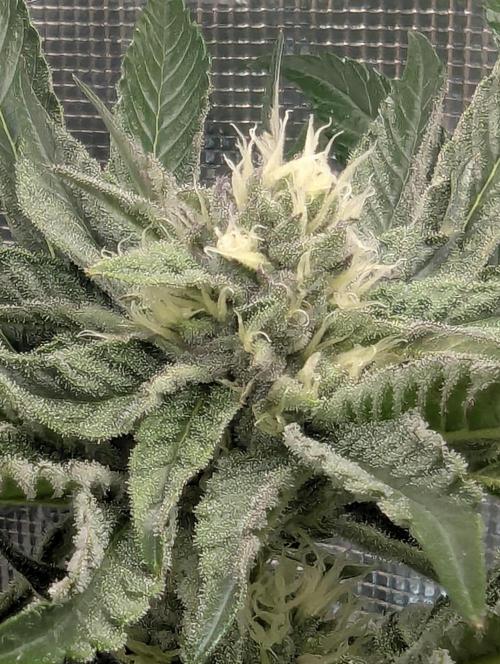 ZodaZa - Umami. Week 9