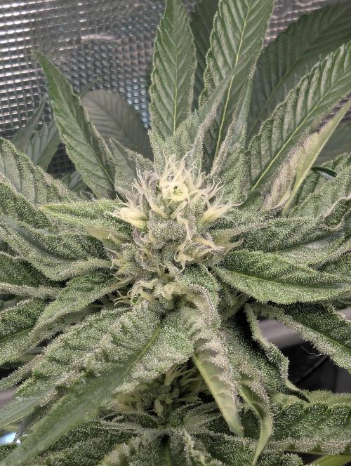 ZodaZa - Umami. Week 9
