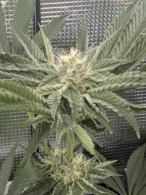 ZodaZa - Umami. Week 9