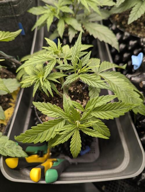 Micro Grow Q126. Week 3