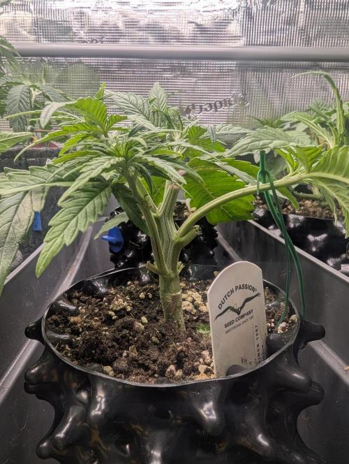 Micro Grow Q126. Week 3