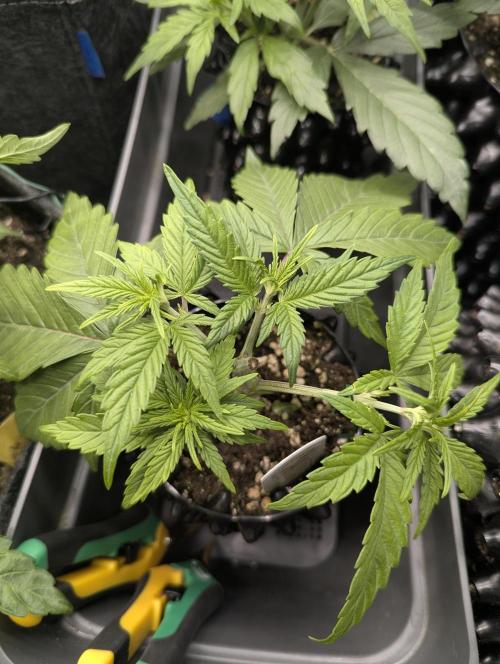 Micro Grow Q126. Week 3