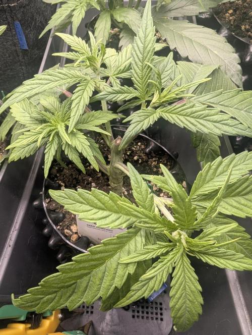 Micro Grow Q126. Week 3